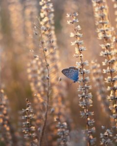 Hello World Featured Image